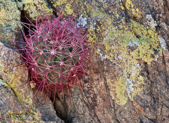 Barrell Cactus & Lichen 1504.jpg - Copyright 2010 DonJacobson